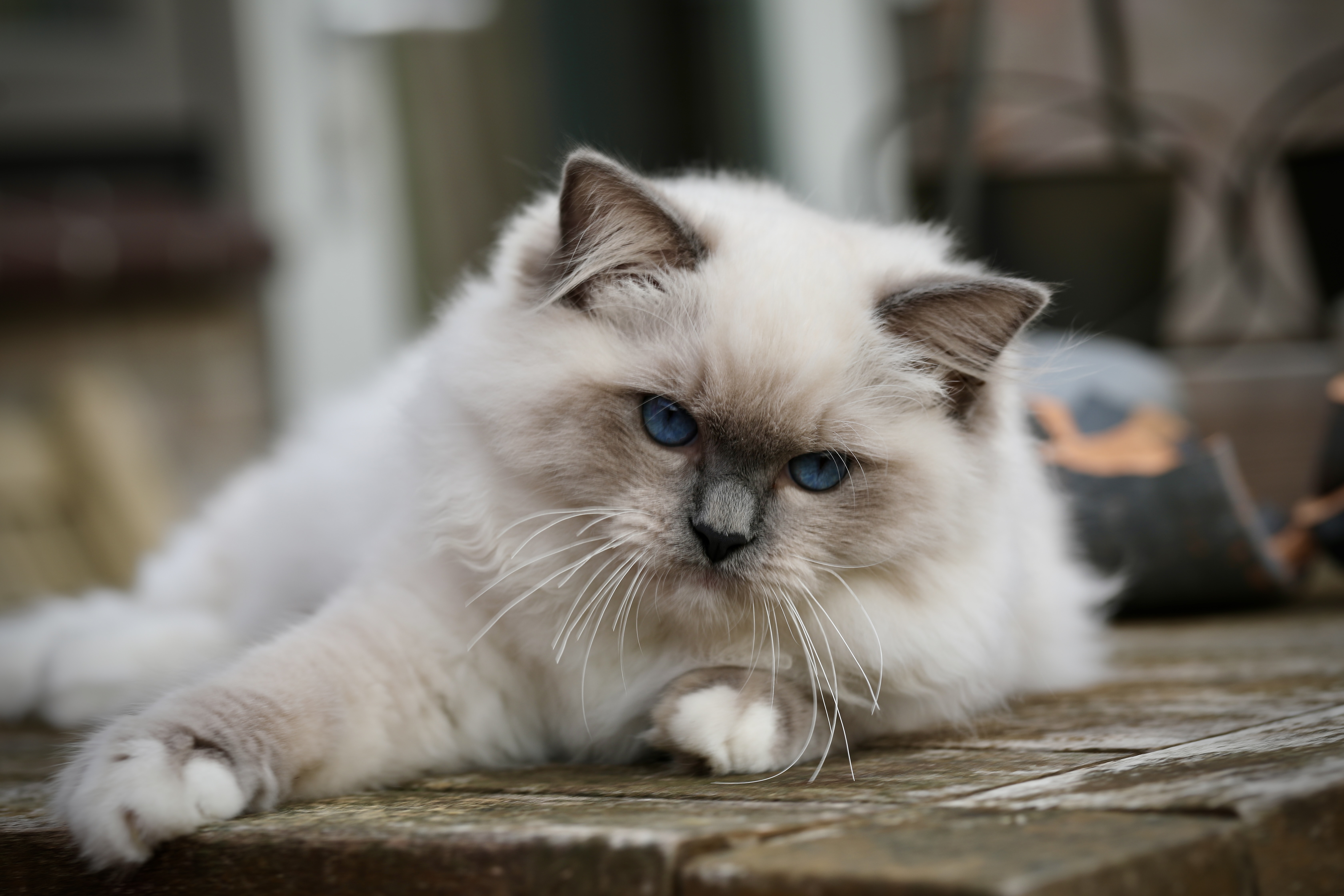 Blue Mitted