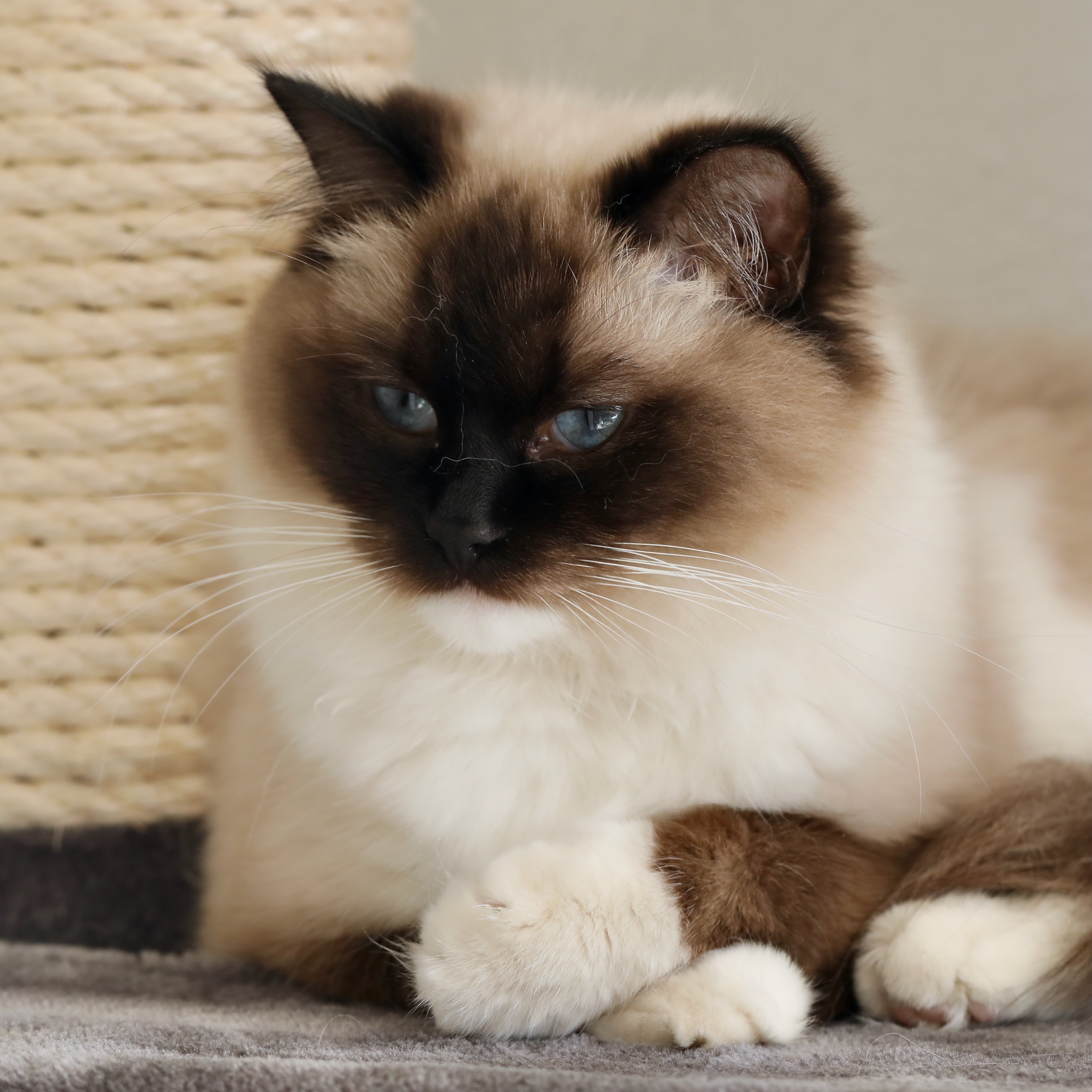 Seal Mitted